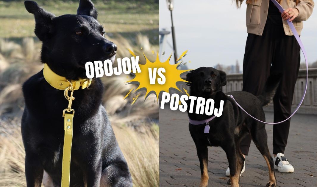 obojok a postroj pre psa čo je lepšie